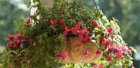Hanging Baskets