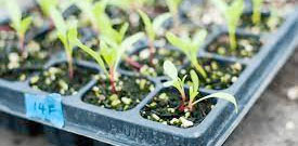 Seedlings