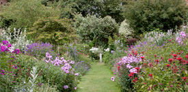 Trees and Shrubs